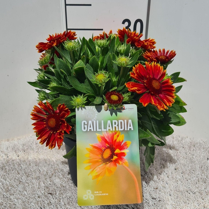 <h4>Gaillardia Yellow Touch P19</h4>