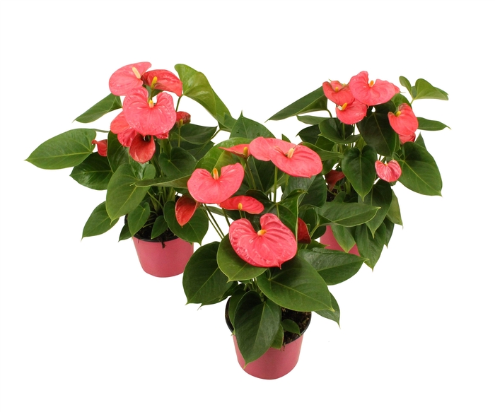 <h4>Anthurium XL.31 Arisa Pink 14cm</h4>