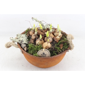 arr4 Narcis PL - Roest schaal oor