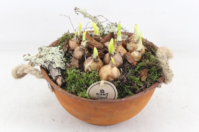 <h4>arr4 Narcis PL - Roest schaal oor</h4>