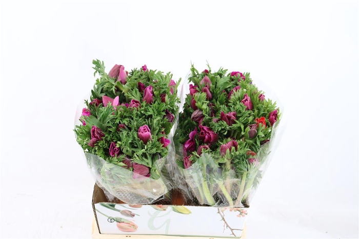 <h4>Anem Marianne Orchid</h4>