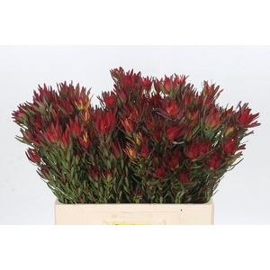 Leucadendron Blush Spray