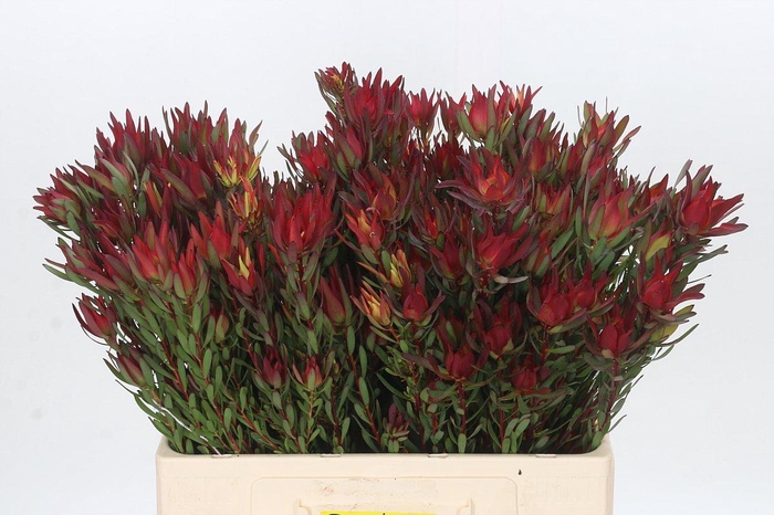 <h4>Leucadendron Blush Spray</h4>