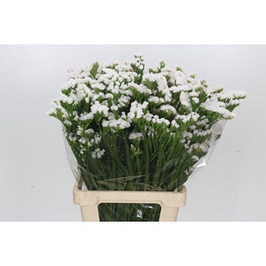 Limonium Statice White