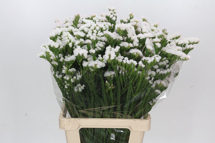 <h4>Limonium Statice White</h4>
