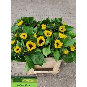 HELIAN SUNRICH LIMON 60CM