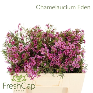 Chamelaucium Eden