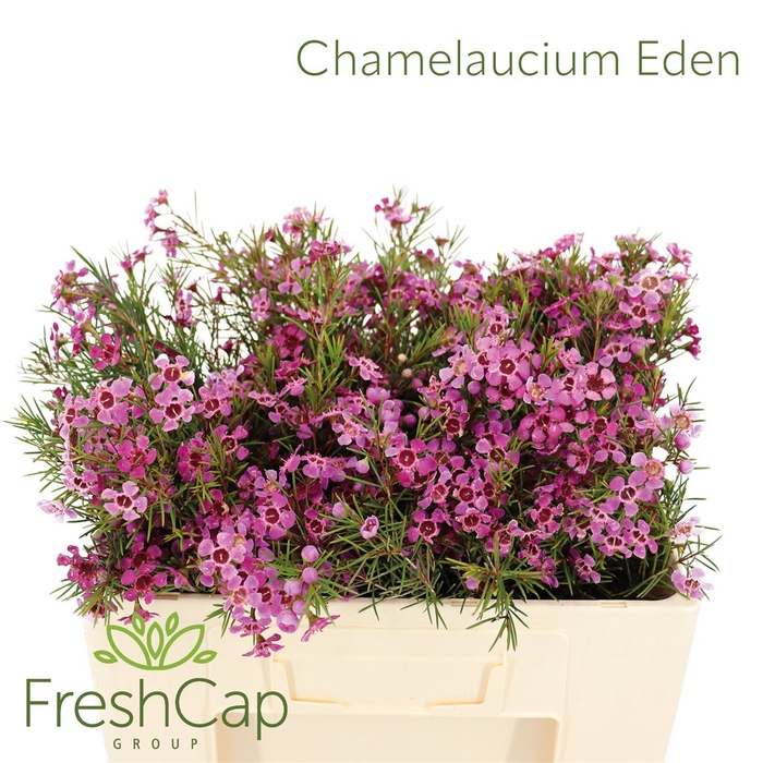 <h4>Chamelaucium Eden</h4>