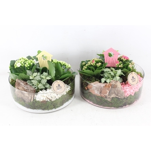 Arr2 Pl - Glas Cilinder Xl X2 - Roze/wit