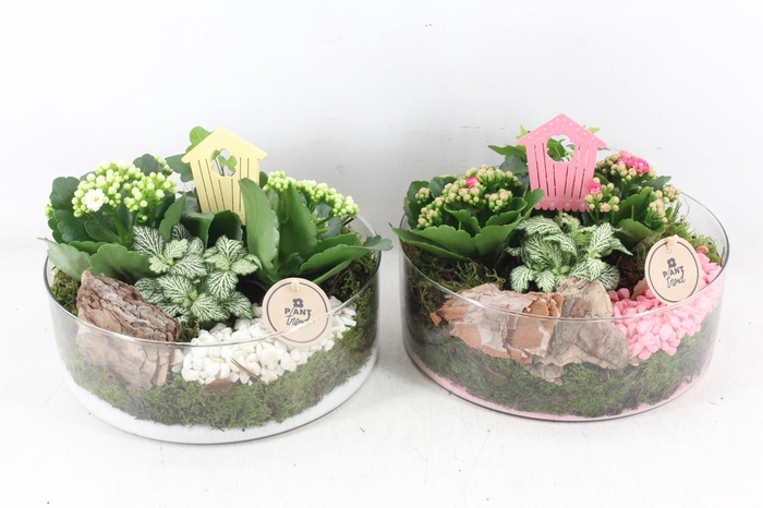 Arr2 Pl - Glas Cilinder Xl X2 - Roze/wit