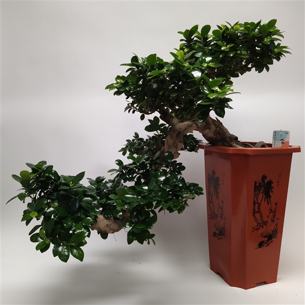 <h4>Ficus Ginseng Cascade Bonsai 30 cm</h4>