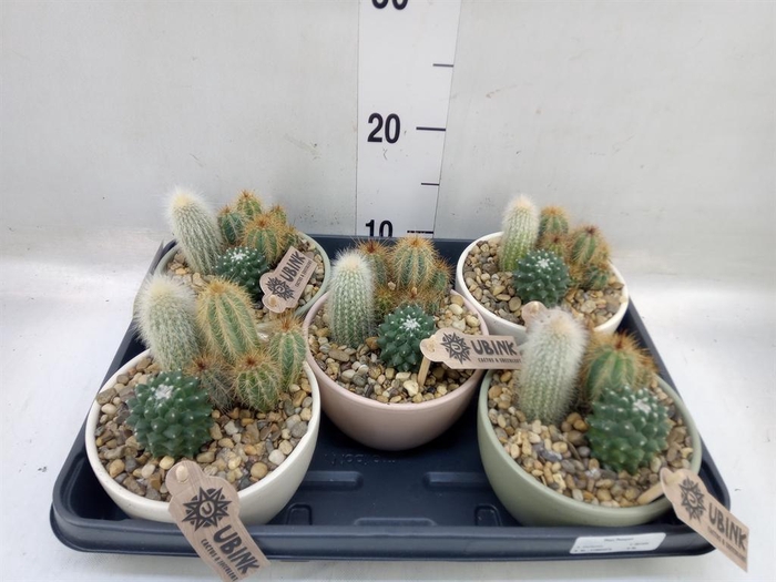 <h4>Arr. Cactus L%</h4>