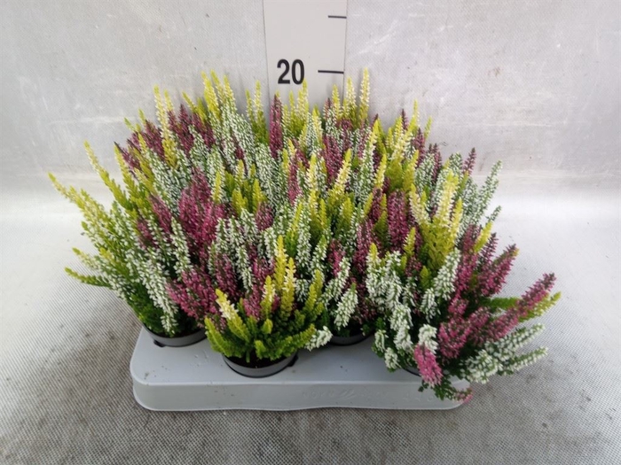 <h4>Calluna vulg. 'Beauty L'  ..mix 3/p</h4>