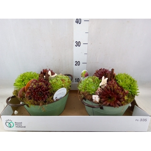Arr.  Sempervivum L%