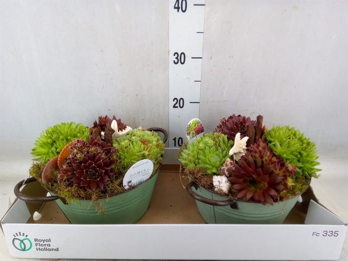 <h4>Arr.  Sempervivum L%</h4>