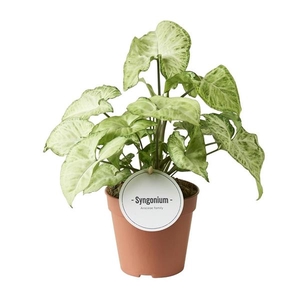 Syngonium overig