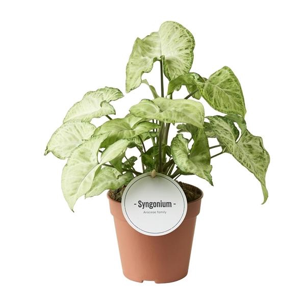 <h4>Syngonium overig</h4>