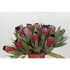 Protea Red Magic