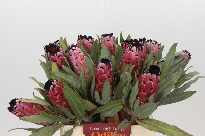 <h4>Protea Red Magic</h4>
