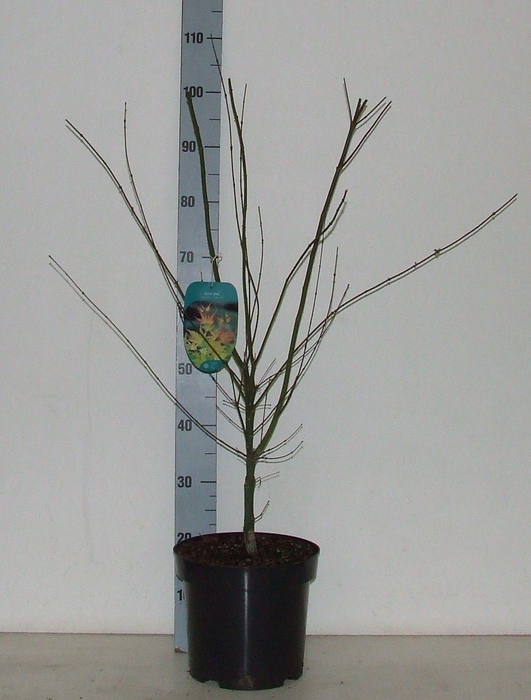 <h4>Acer palmatum 'Orange Dream' P26</h4>