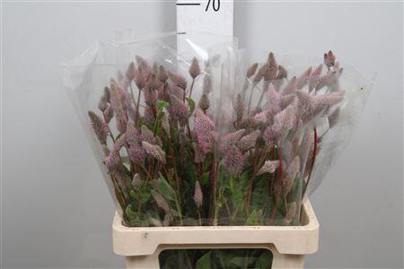 <h4>Ptilotus Ex Matilda</h4>