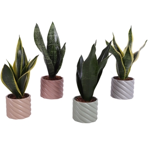 Sansevieria mix Ø09cm in Ø11cm Ceramic SE661