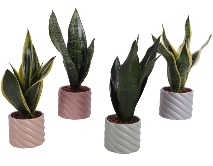 <h4>Sansevieria mix Ø09cm in Ø11cm Ceramic SE661</h4>