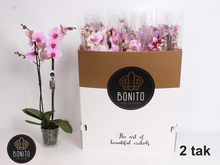 <h4>Phal Gem 7 Kl</h4>