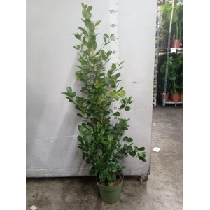 Ficus microcarpa 'Moclame'