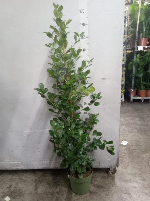 <h4>Ficus microcarpa 'Moclame'</h4>