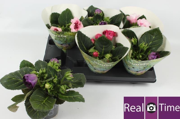 <h4>SINN SONATA GEM</h4>