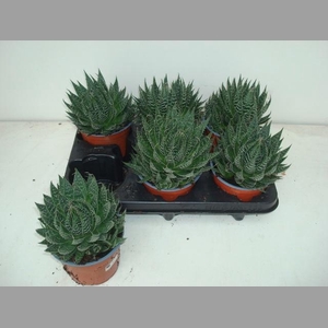 ALOE ARISTATA