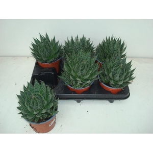 ALOE ARISTATA