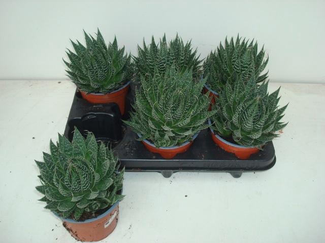 <h4>ALOE ARISTATA</h4>