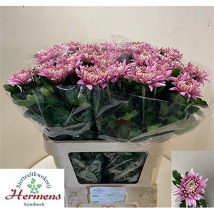 CHR G PANDION ROSE