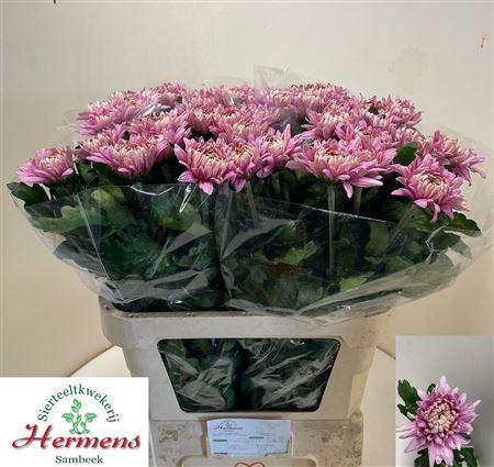 <h4>CHR G PANDION ROSE</h4>