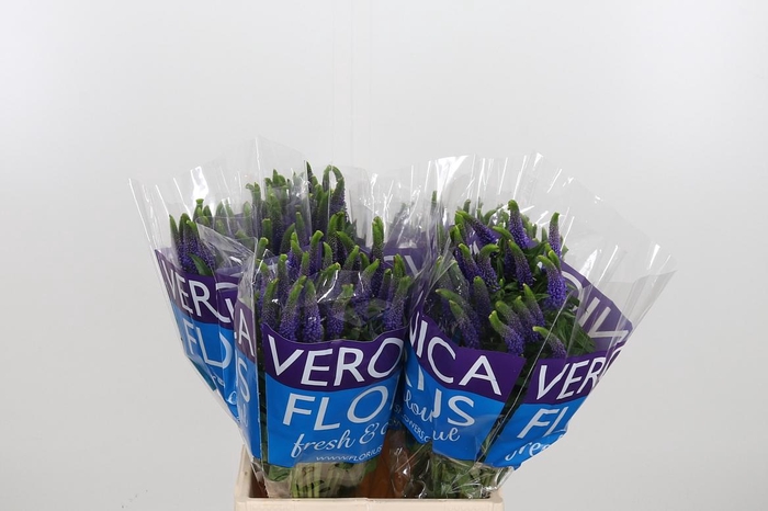 <h4>Veron Smart Diana</h4>