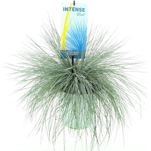 Festuca glauca Intense Blue®