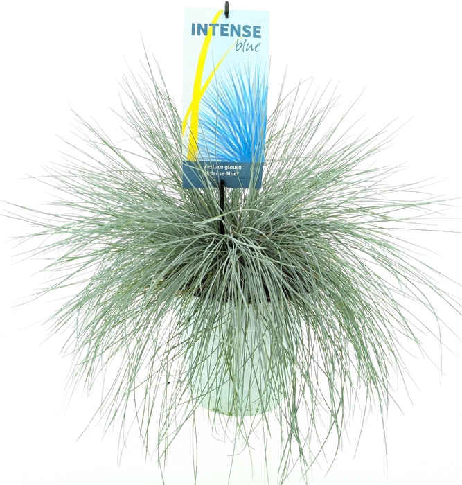 <h4>Festuca glauca Intense Blue®</h4>