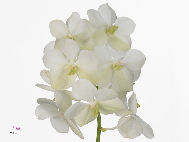 VANDA TAYANEE WHITE x25