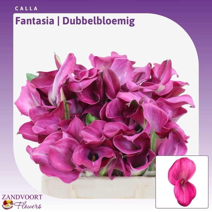 Calla Fantasia | Dubbelbloemig