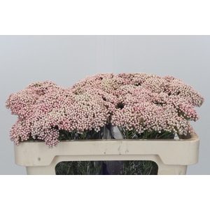 Ozothamnus Cooks Pink