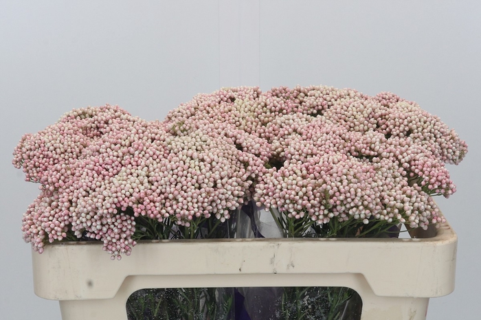 Ozothamnus Cooks Pink