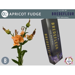 LI LA APRICOT FUDGE QUALITY BOX