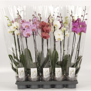 Phalaenopsis gemengd
