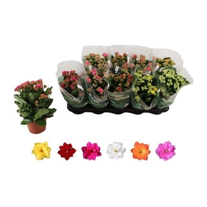 KALAN CALAN MIX ROSALINA P12