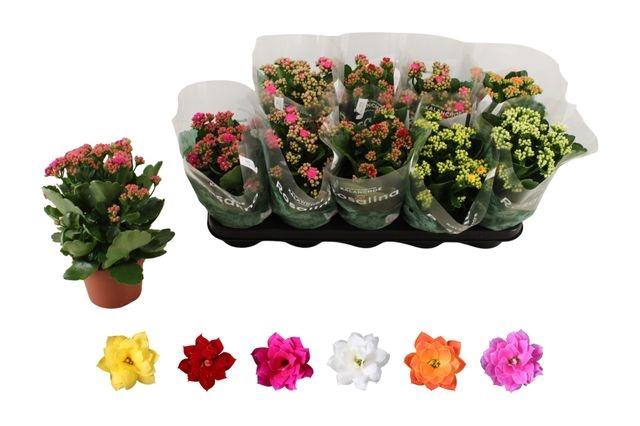 <h4>KALAN CALAN MIX ROSALINA P12</h4>