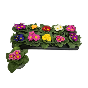 PRIM ACAULIS GEMENGD