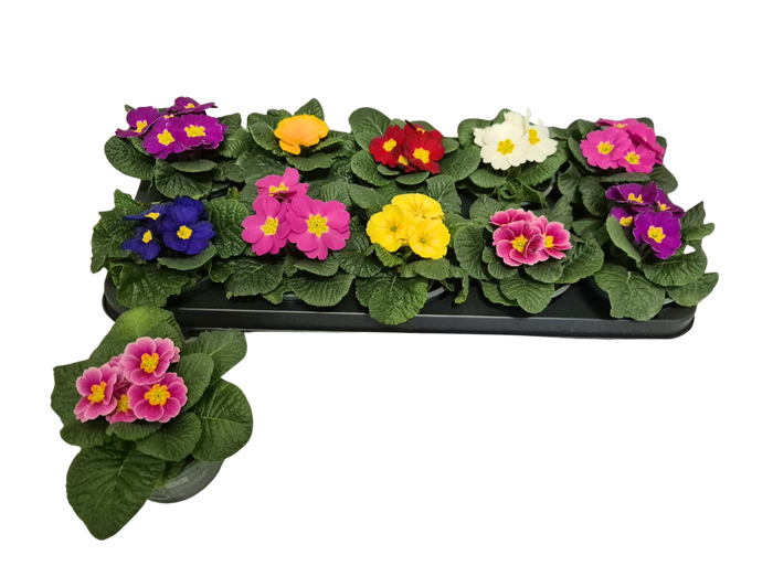 <h4>PRIM ACAULIS GEMENGD</h4>