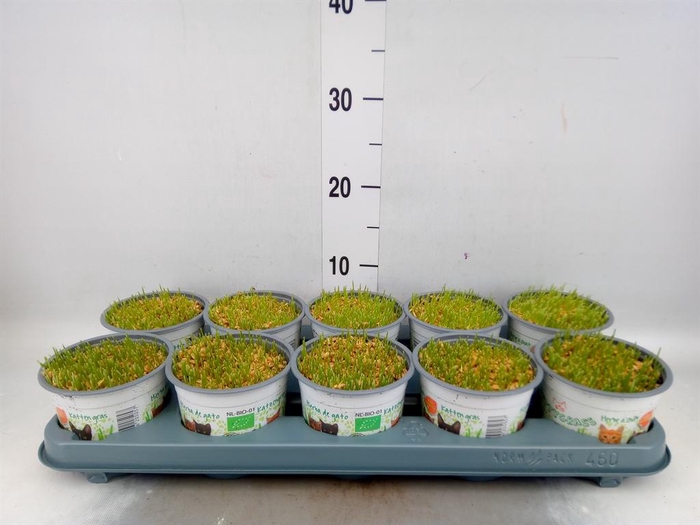 <h4>Hordeum sp.   ...kattegras zaai</h4>